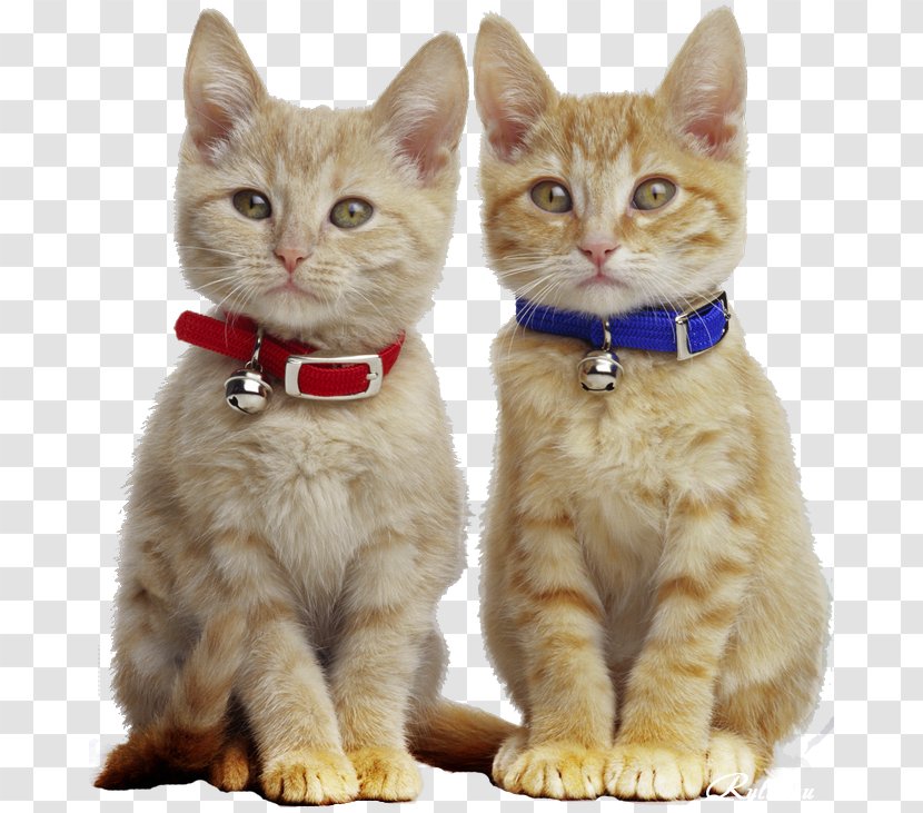 Kitten Manx Cat Pet Tabby Paw - Animal Transparent PNG