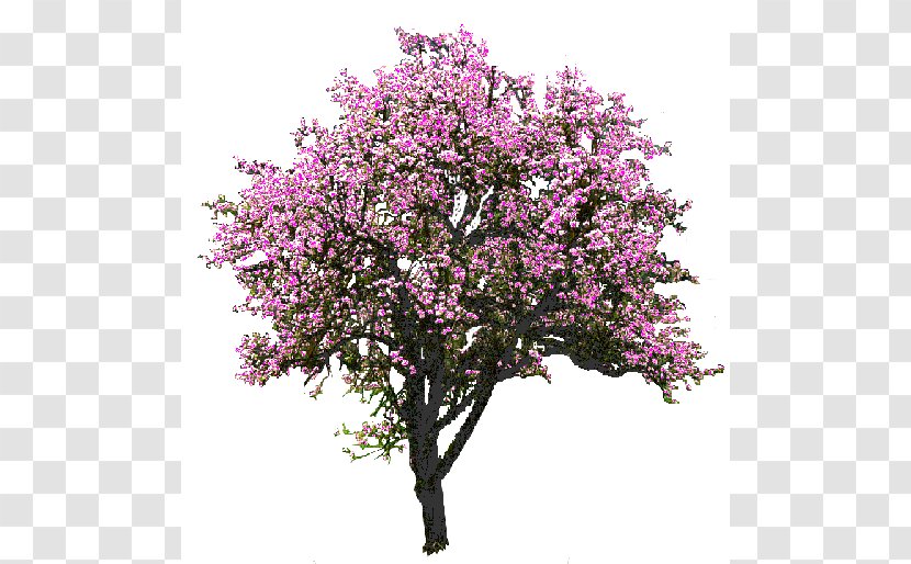Tree Magnolia Rendering Clip Art - Lilac Flower Transparent PNG