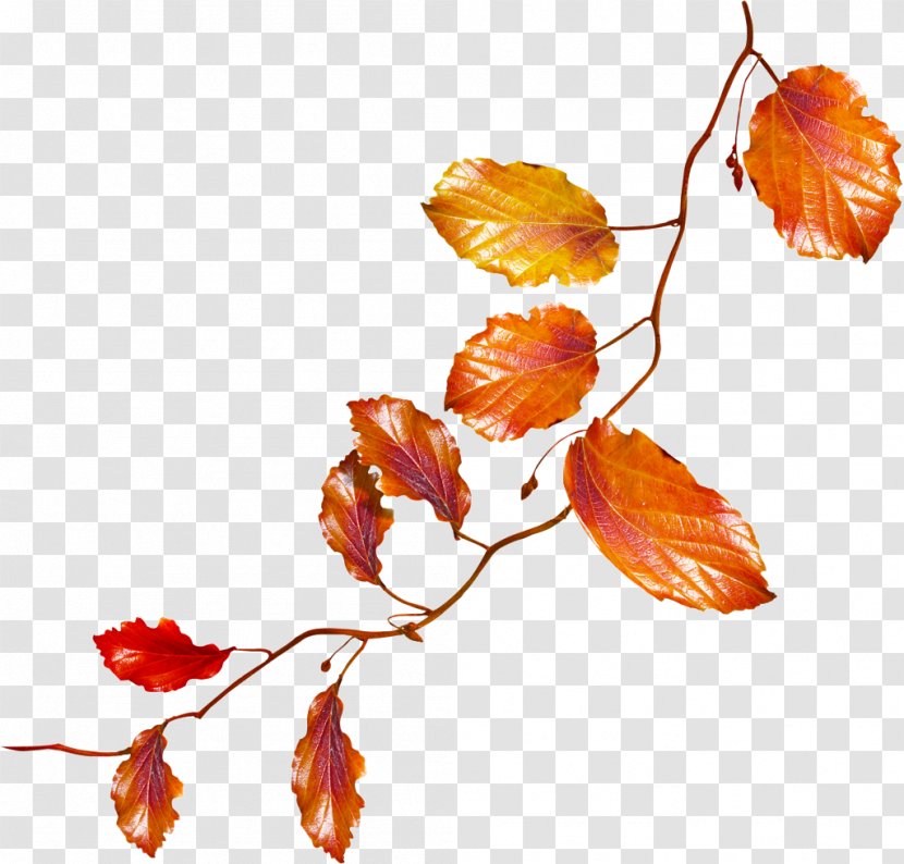 Orange - Plant - Beech Black Maple Transparent PNG