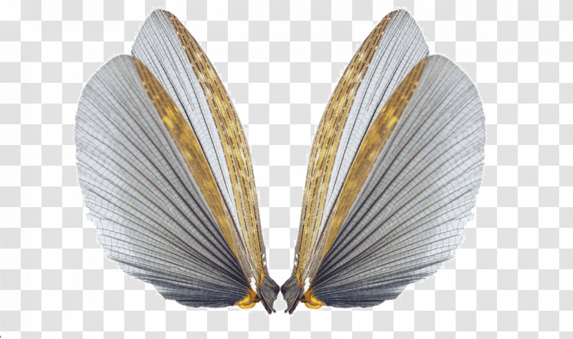 Insect Wing Cockroach Butterfly - Stockxchng - Wings Transparent PNG