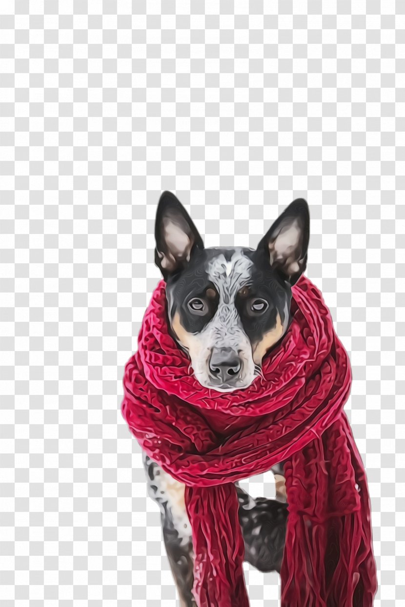 Dog And Cat - Clothes - Australian Kelpie Outerwear Transparent PNG