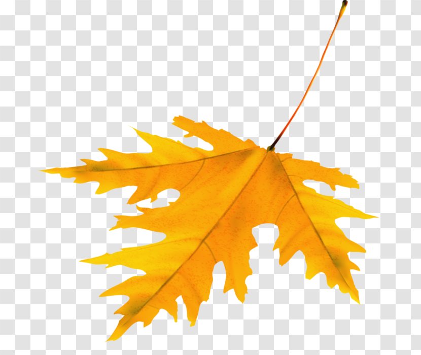 LiveInternet Maple Leaf Diary Clip Art - Liveinternet - листя Transparent PNG