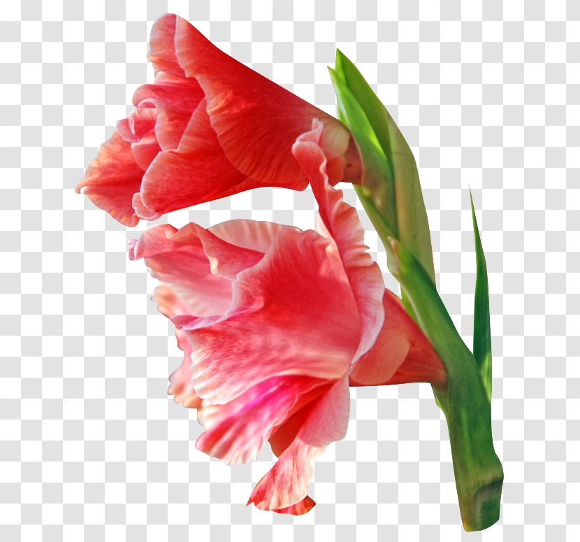 Flower Gladiolus Clip Art - Petal Transparent PNG