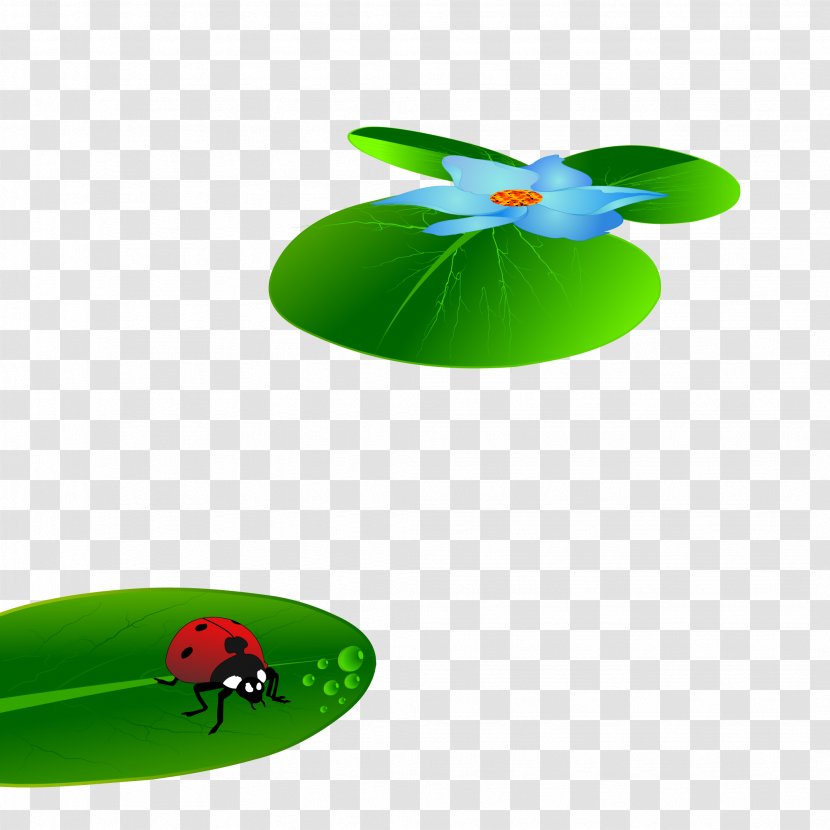 Ladybird Euclidean Vector Leaf - Lotus Effect - Fresh Green Ladybug Material Transparent PNG