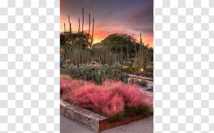 Desert Botanical Garden Scottsdale Tempe Sedona Grand Falls, Arizona - Tourist Attraction - Flower Festival Transparent PNG