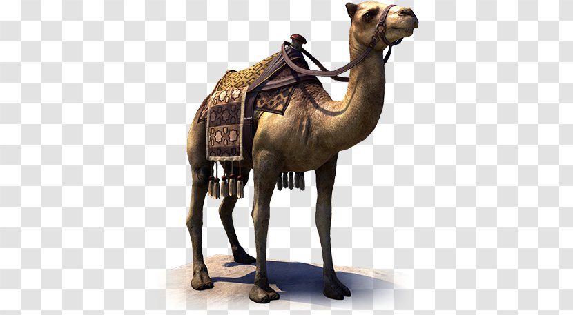 Dromedary The Elder Scrolls Online Mut'im Temple No. 240 Hammerfell Guild - Camel - Rider Transparent PNG