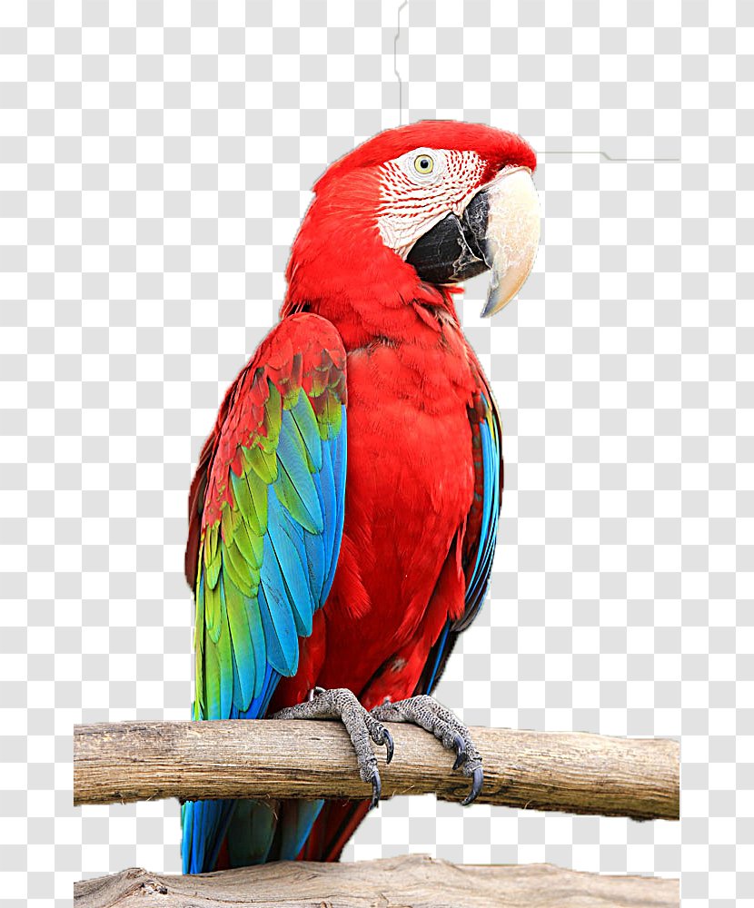 Budgerigar Parrots Bird Macaw - True Parrot - Red Transparent PNG
