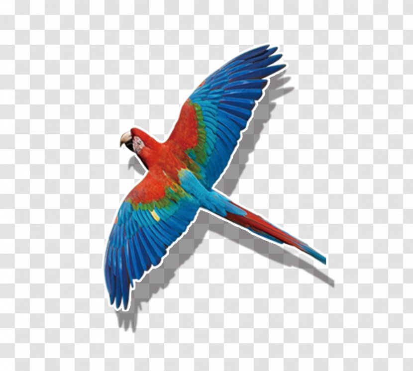 Budgerigar Bird True Parrot Macaw - Windows Metafile - Colored Flying Transparent PNG