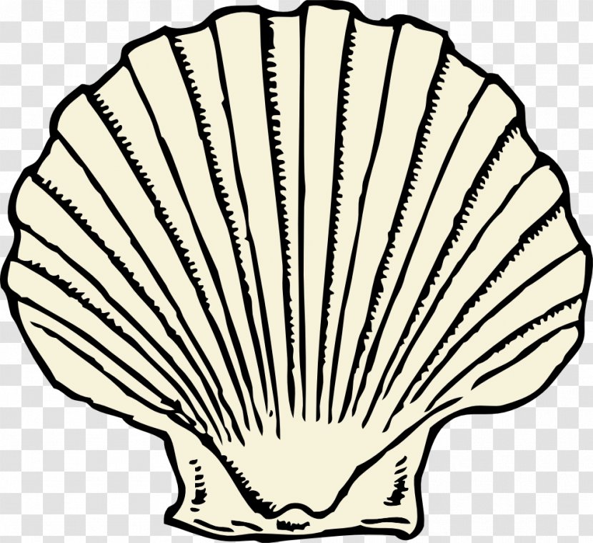 Clam Seashell Clip Art - Conch - SEA SHELL Transparent PNG
