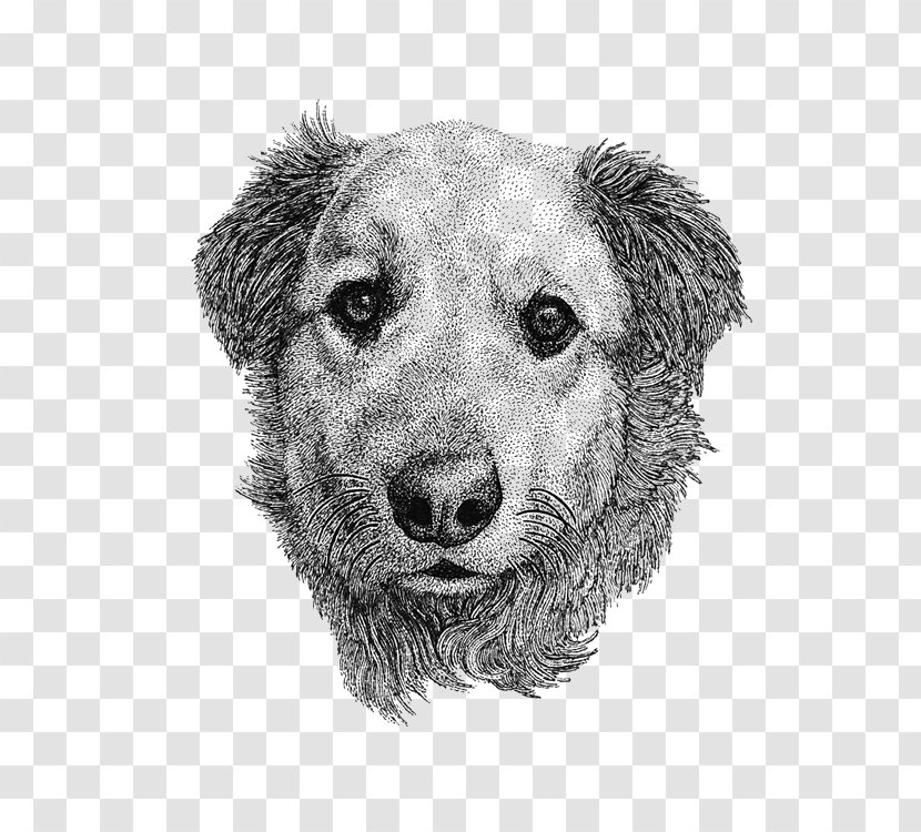Poodle Puppy Drawing Pet - Vecteur - Hand-drawn Illustration Dog Transparent PNG
