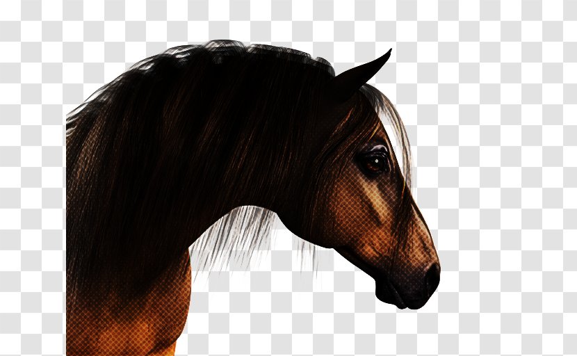 Horse Hair Mane Head Sorrel - Stallion - Mustang Mare Transparent PNG