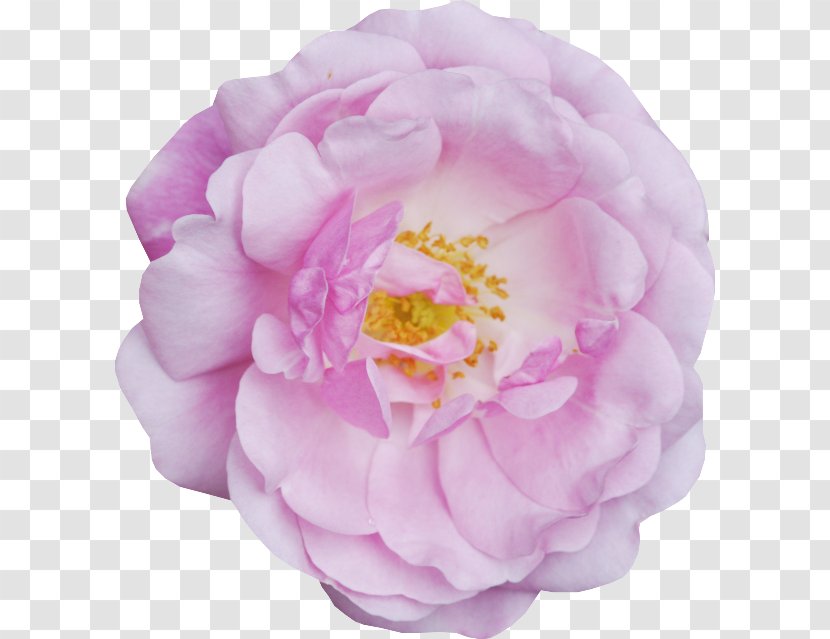 Centifolia Roses Garden Peony Petal Camellia - Rosa Transparent PNG