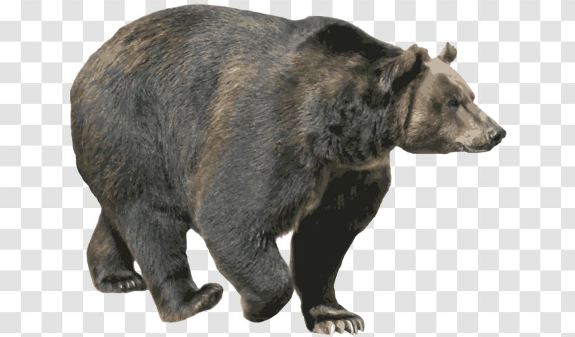 Brown Bear American Black Grizzly Transparent PNG