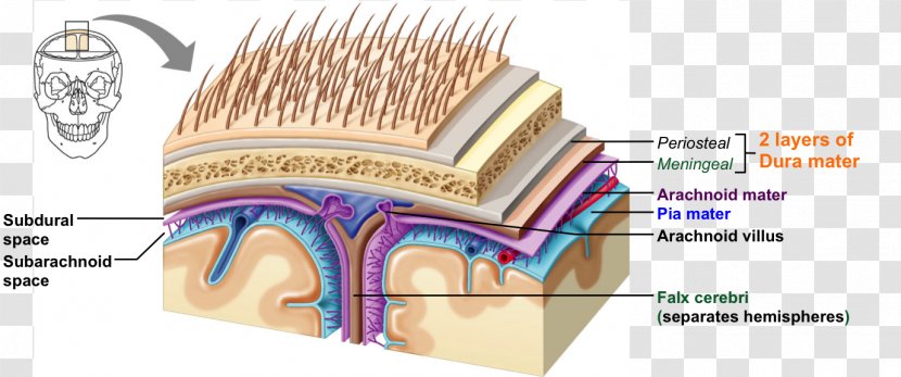 Arachnoid Mater Meninges Pia Dura Granulation - Flower - Brain Transparent PNG