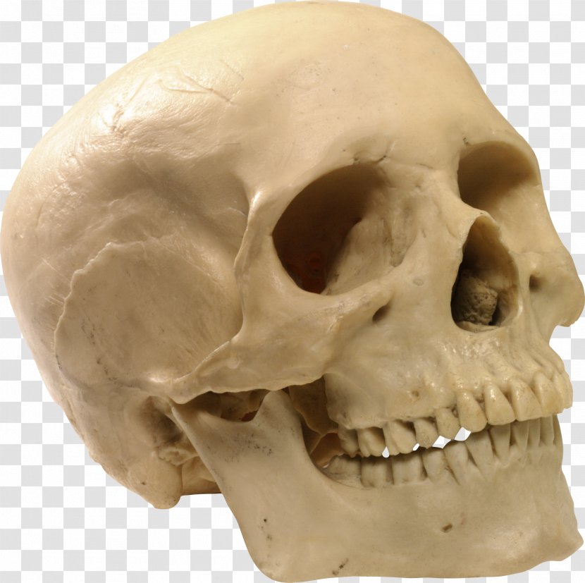 Skull Bone - Chart - Image Transparent PNG