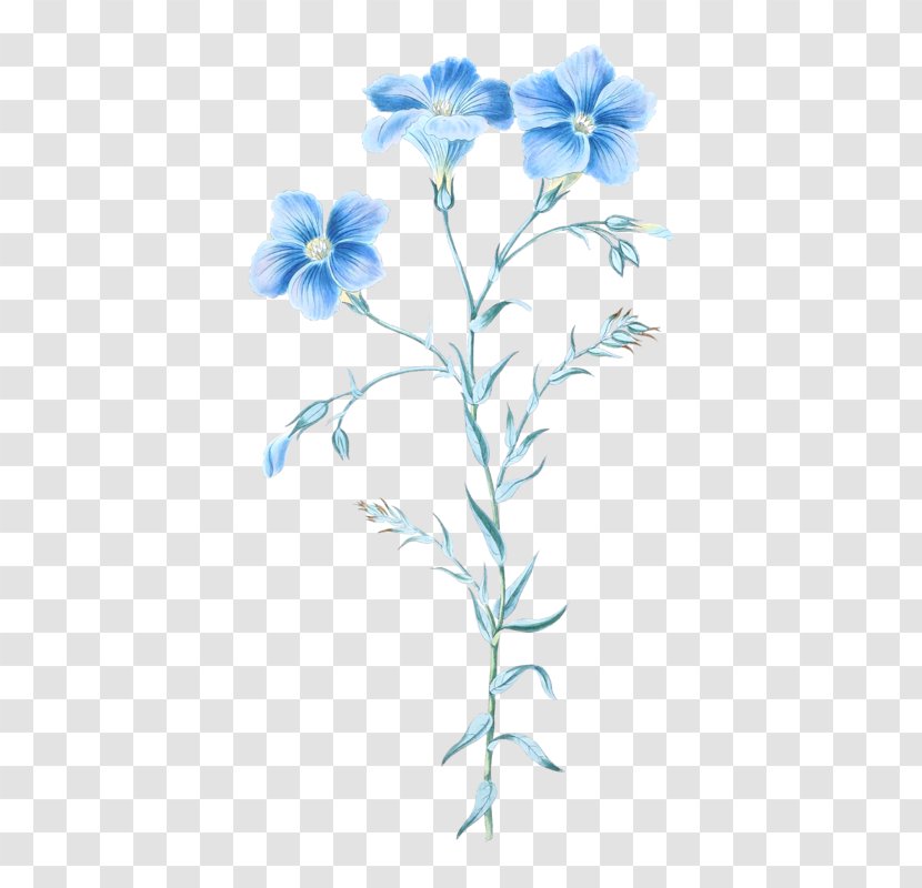 Floral Design Illustrations Clip Art - Botanical Illustration - Flower Transparent PNG