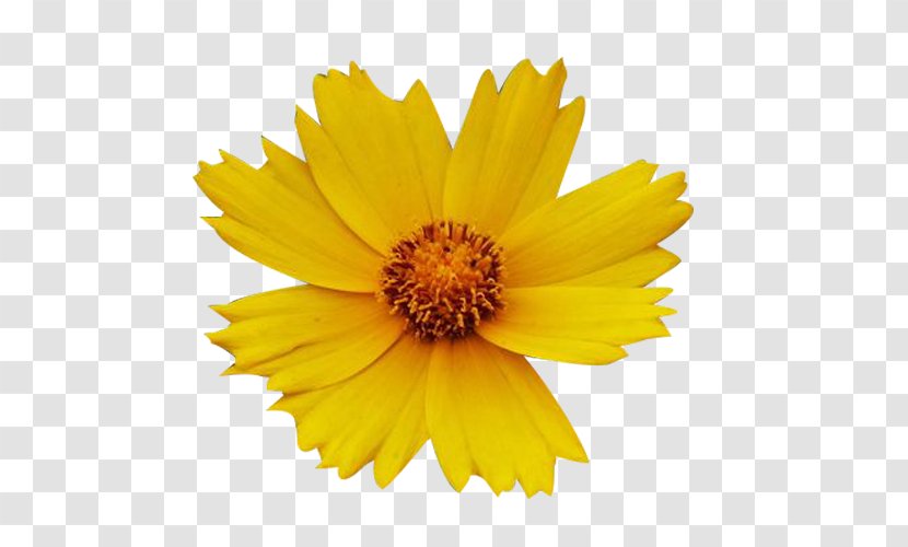 Yellow Chrysanthemum White Flower - Wax - Picture Material Transparent PNG