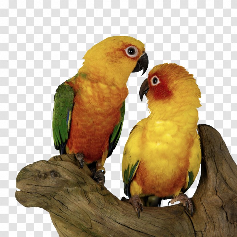 Bird Parrot Sun Conure Budgerigar - Shu Chashang Pair Of Parrots Transparent PNG