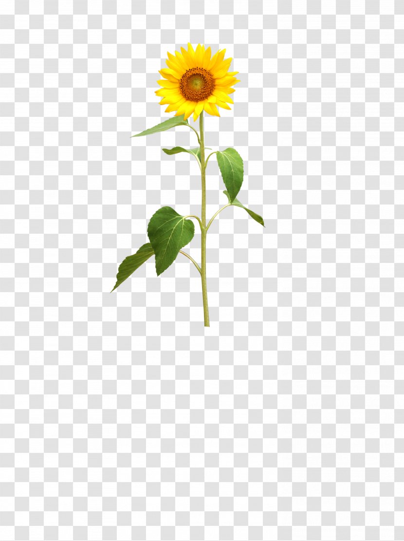 Common Sunflower - Google Images Transparent PNG