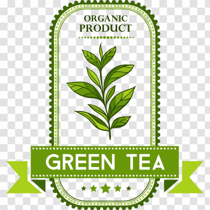 Green Tea Culture - Teapot Transparent PNG