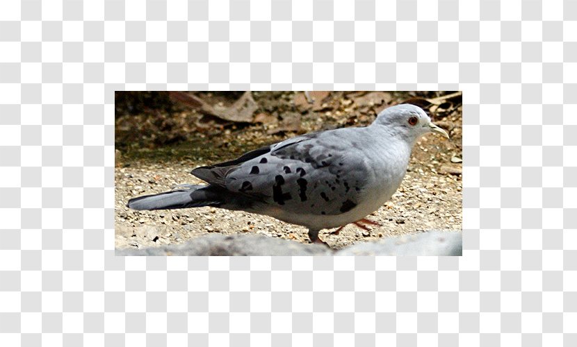 Stock Dove Columbidae Metriopelia Claravis Beak - Pigeons And Doves Transparent PNG