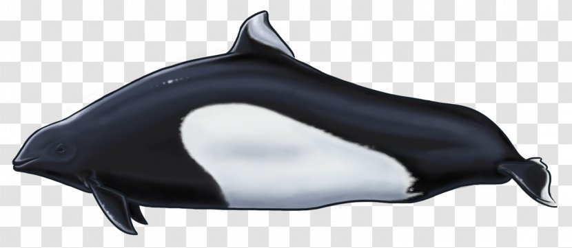 Vaquita Harbour Porpoise White-beaked Dolphin Cetacea - Animal Figure - Harbor Seal Transparent PNG