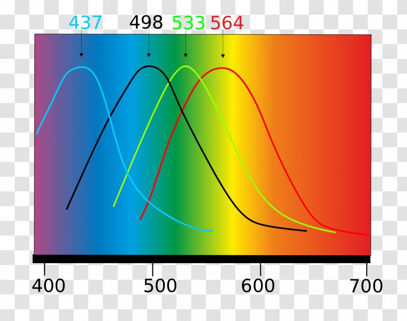Cone Cell Light Color Photoreceptor Blue - Visual Perception Transparent PNG