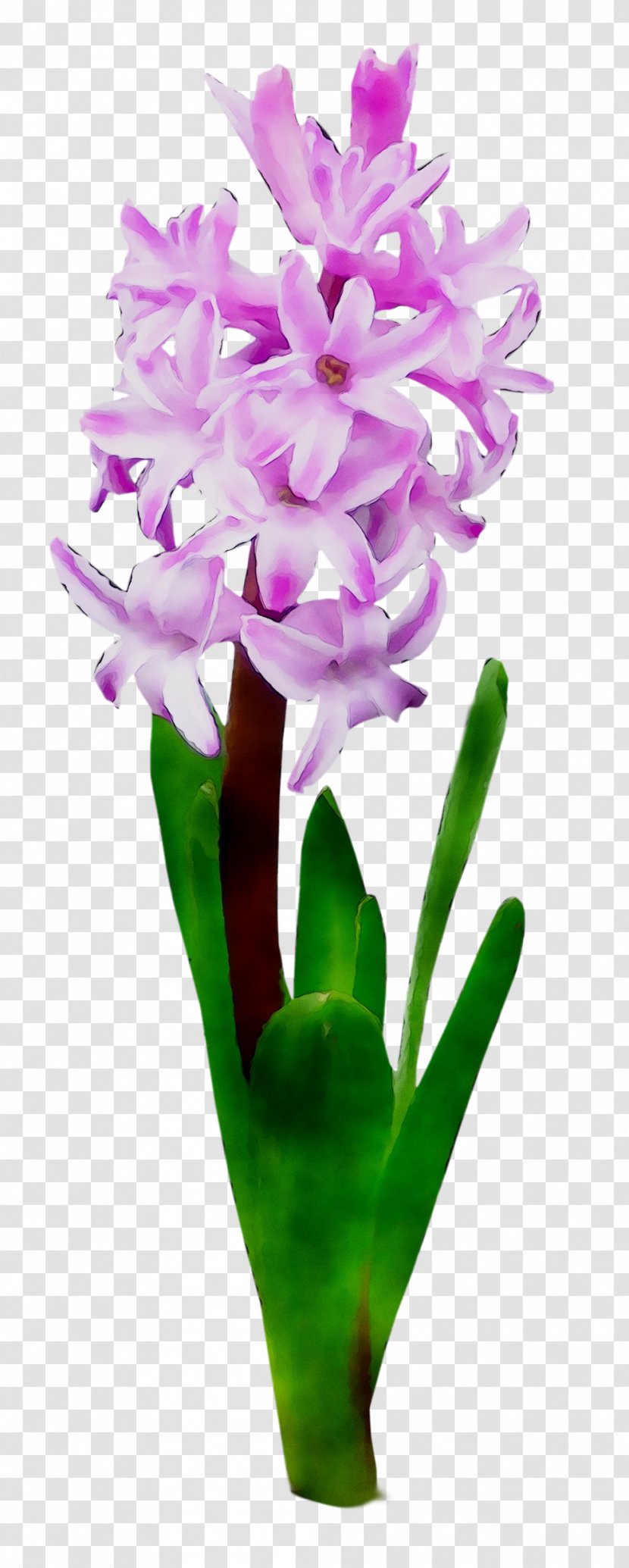Cattleya Orchids Cut Flowers Floral Design Plant Stem - Herbaceous Transparent PNG