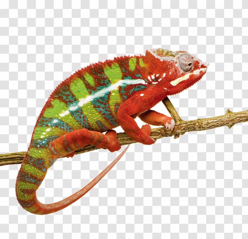 Panther Chameleon Ambilobe Lizard Reptile Stock Photography Transparent PNG