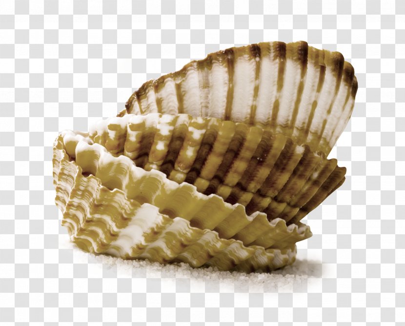 Seashell Photography - Mollusc Shell Transparent PNG