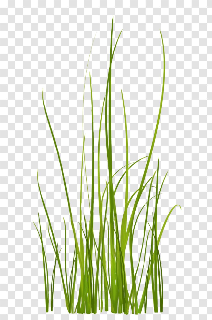 Grass - Yellow - Produce Transparent PNG