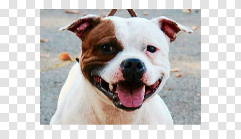 American Bulldog Valley Staffordshire Terrier Olde English Bulldogge Pit Bull - Dogue De Bordeaux Transparent PNG