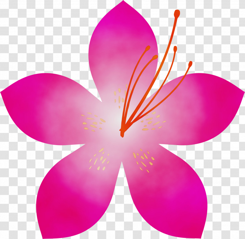 Petal Pink Flower Plant Frangipani Transparent PNG