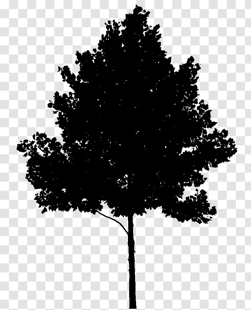 Stock.xchng Vector Graphics Image Tree - Pine Family - Blackandwhite Transparent PNG