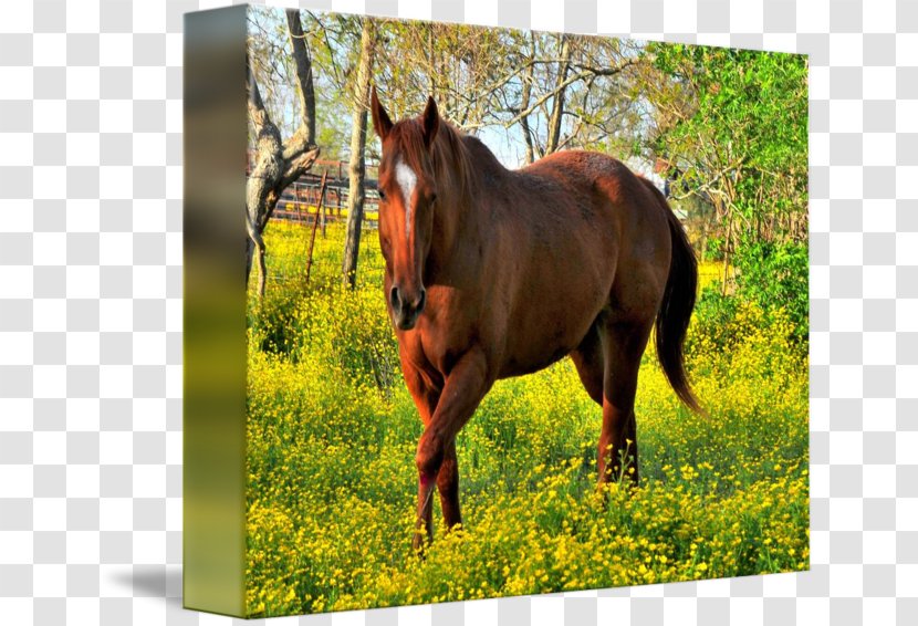 Mare Mustang Stallion Halter Pasture - Livestock - Golden Horse Transparent PNG