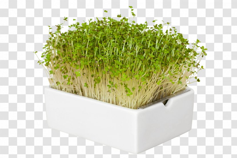 Flowerpot Herb Microgreen Industrial Design Garden - Plant Transparent PNG