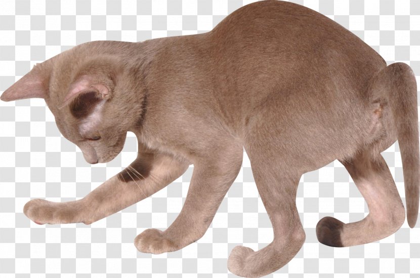 Burmese Cat Oriental Shorthair British Kitten Domestic Short-haired - Breed Transparent PNG