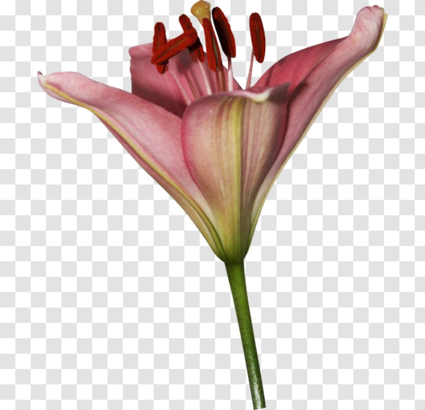 Lily Cut Flowers Flower Bouquet Garden Roses - Plant Stem Transparent PNG