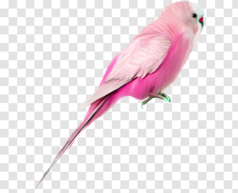 Parrot Bird Clip Art - Data Compression Transparent PNG