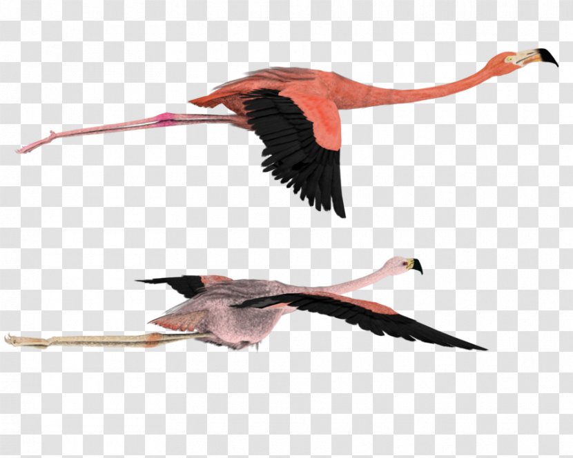 American Flamingo Bird Flight Clip Art - White Stork Transparent PNG