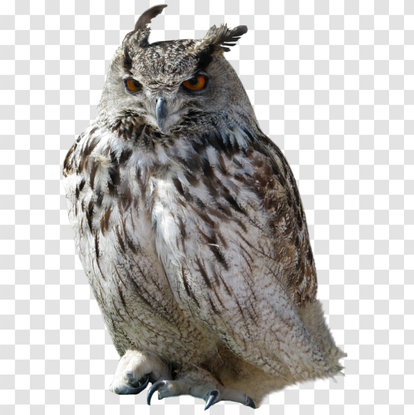 Snowy Owl Bird - Beak Transparent PNG