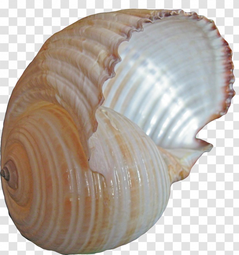 Cockle Conch Seashell Sea Snail - Molluscs - Pretty Material Transparent PNG