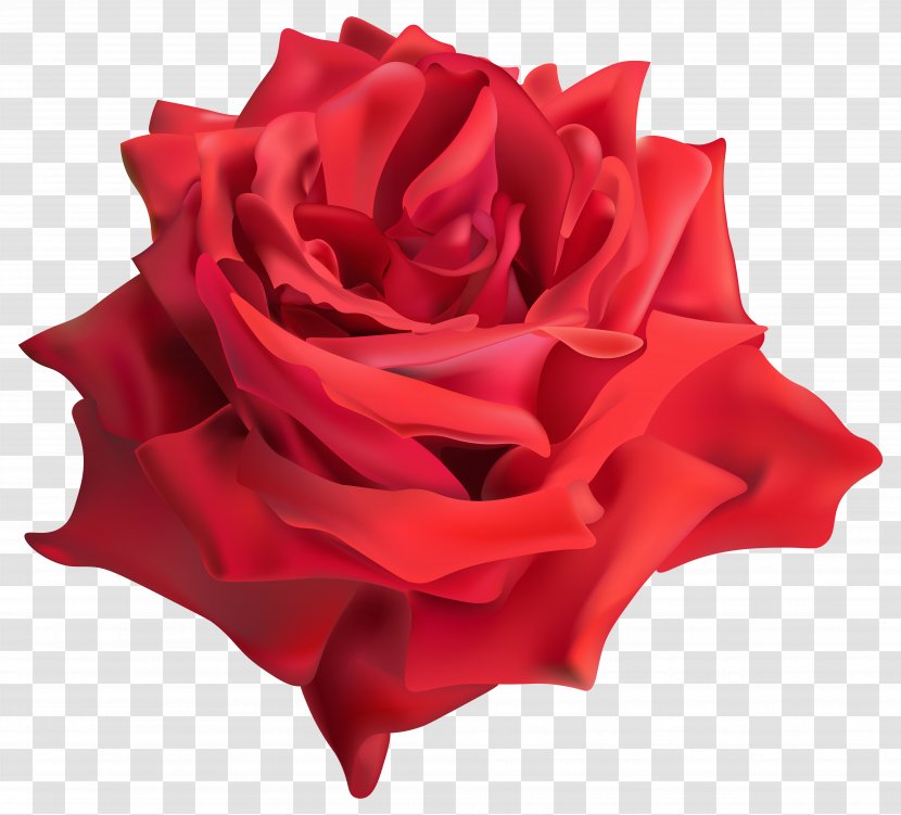 Garden Roses China Rose Floribunda Cabbage Cut Flowers - Family - Red Transparent PNG