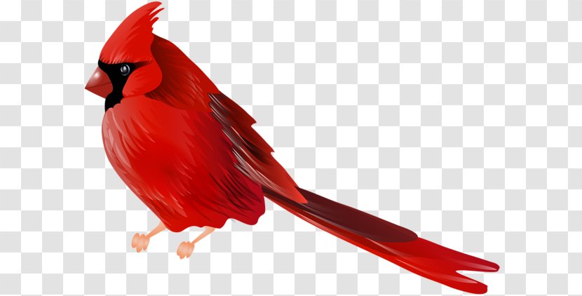 Northern Cardinal Bird Clip Art Transparent PNG