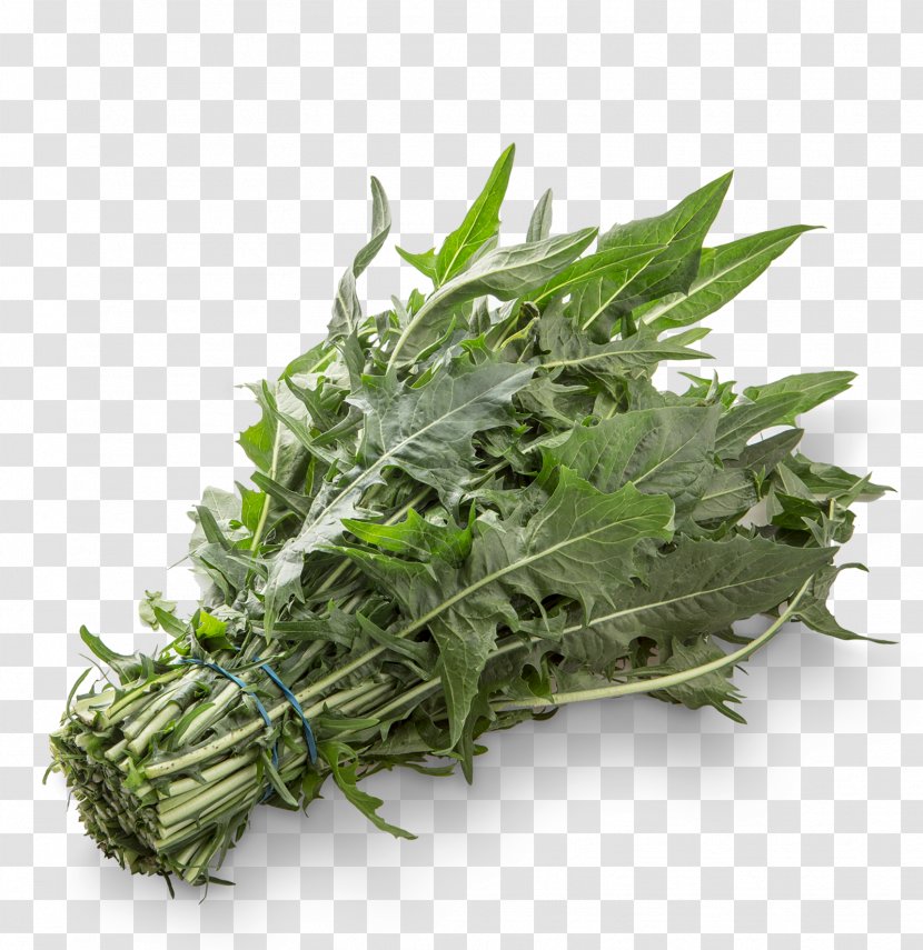 Spring Greens Sugarloaf Chicory Vegetable Salad - Verdure Transparent PNG