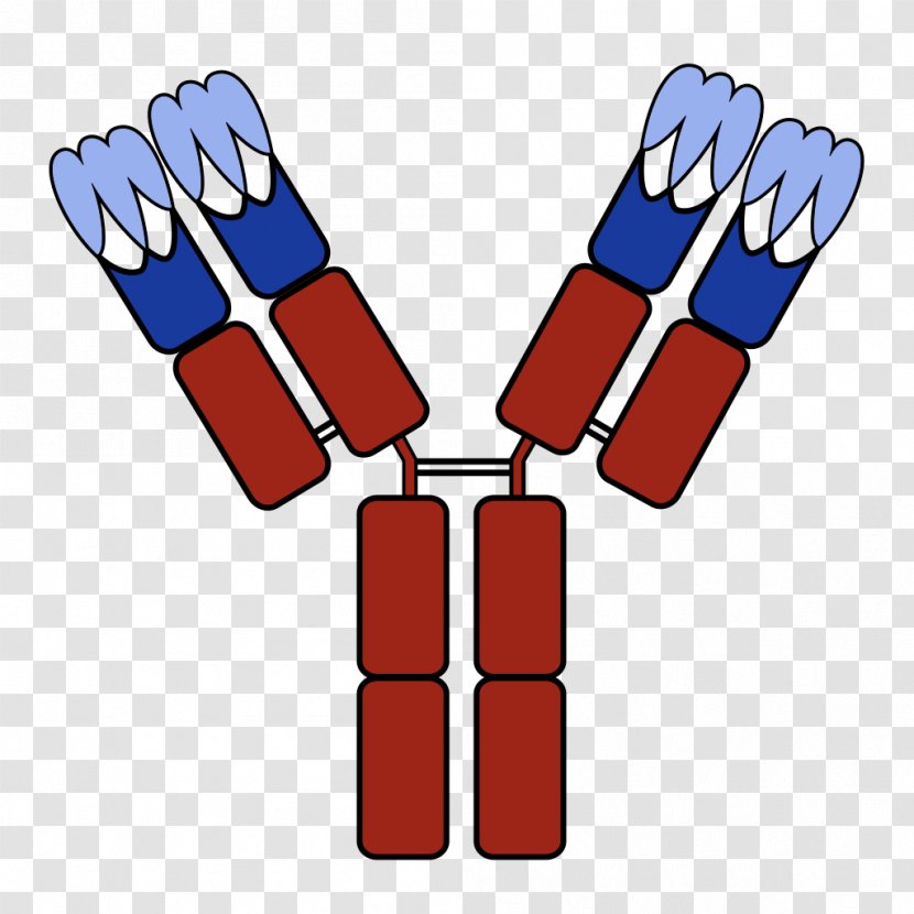 Humanized Antibody Monoclonal Complementarity Determining Region - Hand Transparent PNG