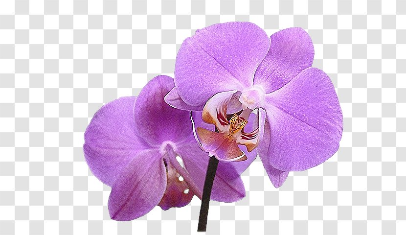 Orchids Flower Merveilleux Blog Hijab - Magenta Transparent PNG