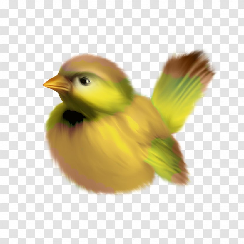 Bird Clip Art - Digital Image - Colored Transparent PNG