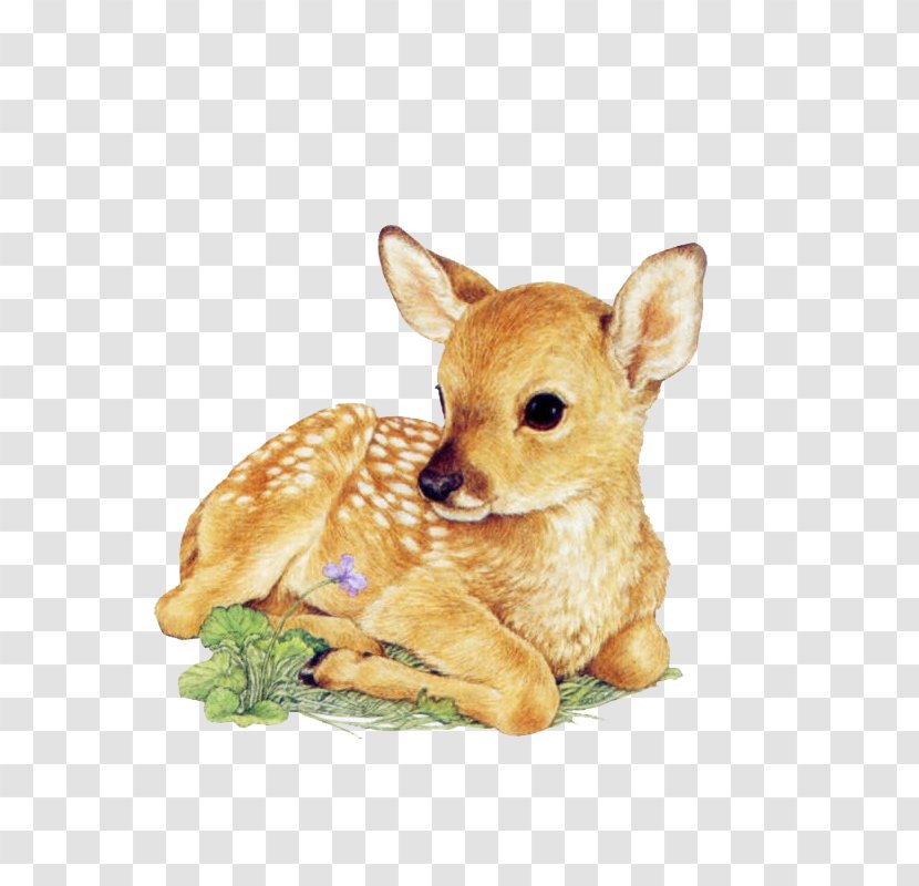 Red Deer Drawing White-tailed Infant - Dog Breed Transparent PNG