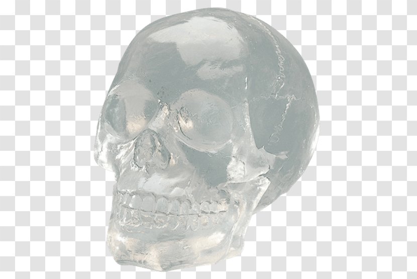 Skull Bone Transparency And Translucency Jaw Glass - Collectable - Figurine Transparent PNG